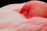 Flamingo at rest by Ilya Korzelius thumbnail