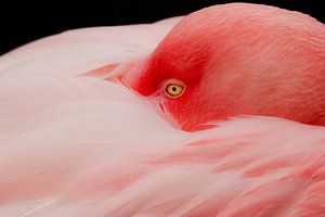 Flamingo in Ruhe