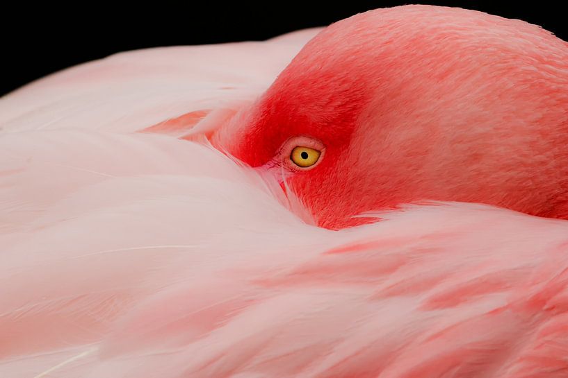 Flamingo at rest by Ilya Korzelius