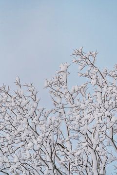 Zie jij het? Winterkroon Sneeuw op Takken van Femke Ketelaar