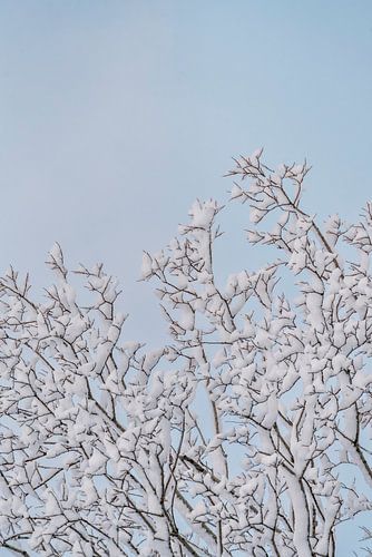 Zie jij het? Winterkroon Sneeuw op Takken