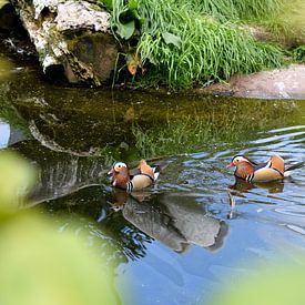 Two ducks von Rick Van der bijl
