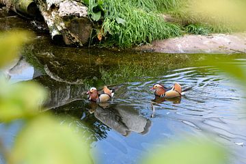 Two ducks sur Rick Van der bijl