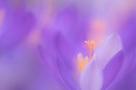 Crocuses in atmospheric light during the first days of spring by Francis Dost thumbnail