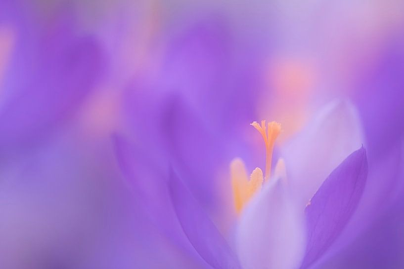 Crocuses in atmospheric light during the first days of spring by Francis Dost