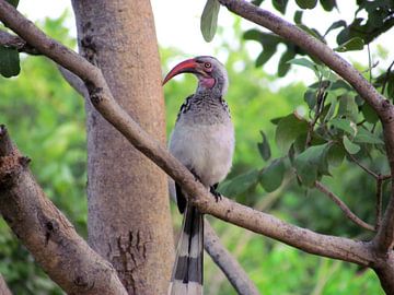 Neushoornvogel in de bomen van Botswana