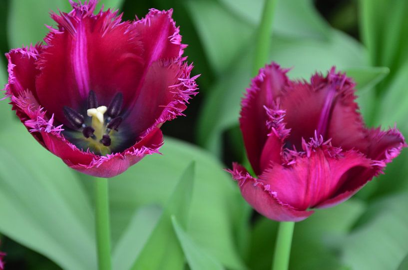 Dunkelviolette gezackte Tulpen von Marcel van Duinen