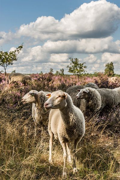 Schapen op de heide van Martine Dignef