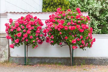 Rosebush, Wall