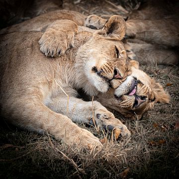 lions Botswana sur Danny D'hulster