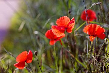 Mohnblumen von Rob Boon