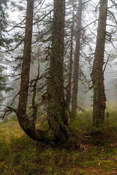 Mystical misty atmosphere in the mountain spruce forest 7 by Holger Spieker