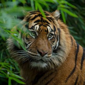 Tiger in der Natur von Allround_Moments