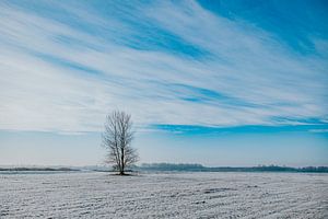 Einsamer Baum bei Lauwersoog von Nickie Fotografie