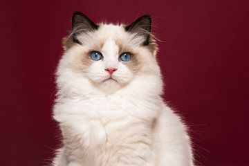 Ragdoll kat van Elles Rijsdijk