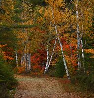 étals d'automne