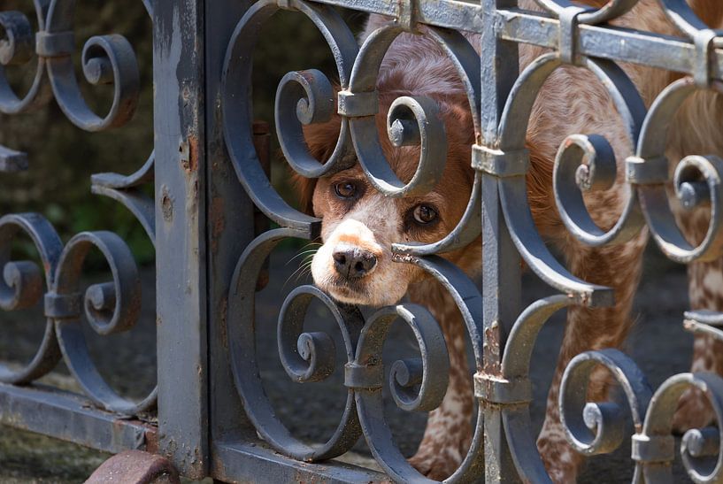 I'll see you by Hetwie van der Putten