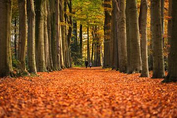The Autumn lane by Marc Smits