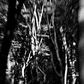 Dansende bomen in zwart/wit van Gerard de Zwaan