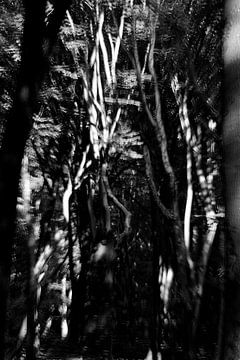 Dancing trees in black and white