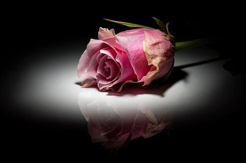 Eine rosa Rose im Rampenlicht – Stillleben