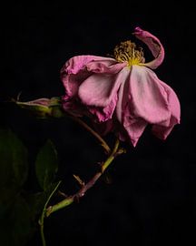 Beautiful in decay by Ineke VJ