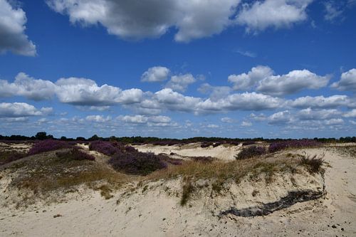 Sand drift with flowering heather