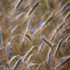 Barley with cornflowers by Margreet Boersma