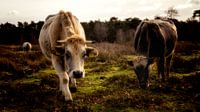 De koeien staan te grazen in het winterse landschap, in de bosrijke gebieden rondom Amerongen van Hans de Waay thumbnail