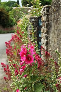 Flowers Street sur Yvonne Blokland