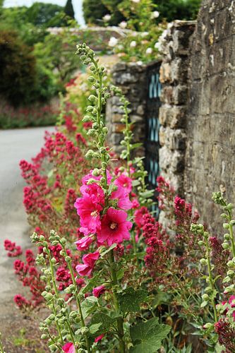 Rue des Fleurs