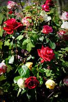 bloemen - boeket rozen - Nederland