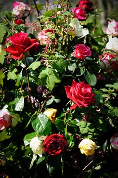 bloemen - boeket rozen - Nederland by Jeroen(JAC) de Jong
