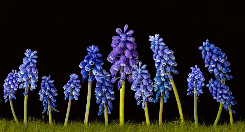 De eerste lentegroet, blauwe druifjes van Rietje Bulthuis