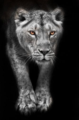 Lionne aux pattes étendues dans un clair de lune décoloré et aux yeux brillants, isolée sur fond noi