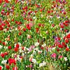Wilde bloemen/ wild flowers van Ger Nielen