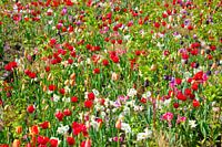 Wilde bloemen/ wild flowers