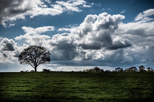 Tree in Meadow Color