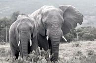 Elephants by Stefan Dhondt thumbnail