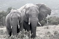 Elephants