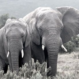 Elefanten von Stefan Dhondt