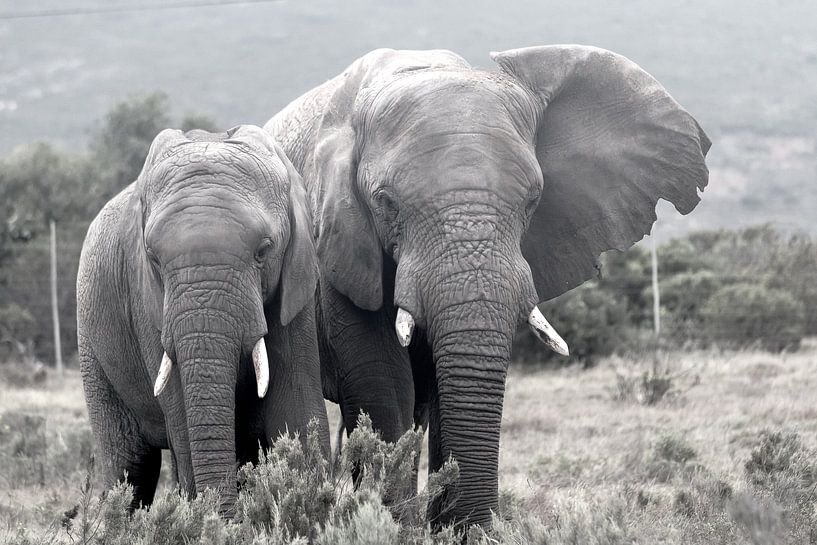 Elephants by Stefan Dhondt