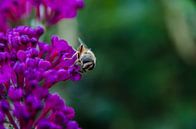 Are you looking at me? von Ricardo Bouman Fotografie Miniaturansicht