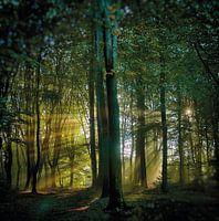 Mystical Speulders forest with light harp