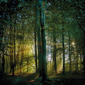 Mystischer Speulders Wald mit leichter Harfe von Hille Bouma