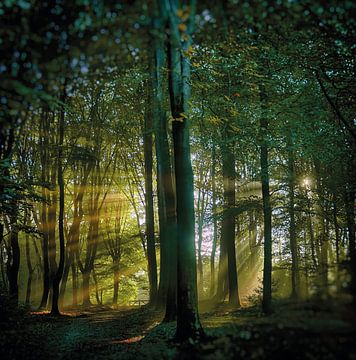 Mystischer Speulders Wald mit leichter Harfe von Hille Bouma