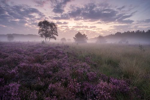 Zonsopkomst boven de bloeiende heide