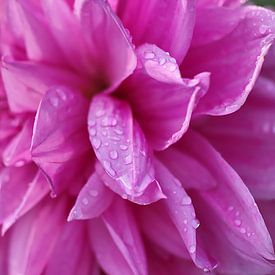 bloeiende dahlia in de regen van stewic_