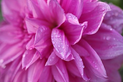 blühende Dahlie im Regen