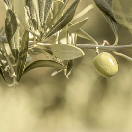 Branche d'olivier avec une olive.